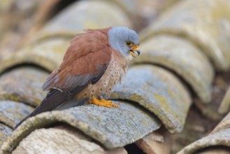 Kestrel, (Falco tinnunculus), falcon family, falcons, perching falcons