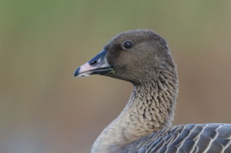 Pink-footed Goose (Anser brachyrhynchus), Schleswig-Holstein, Germany