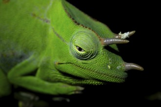 Usambara three-horned chameleon (Trioceros deremensis), chameleon on a branch at night, Amani
