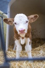 Young calf stands on hay in the barn and looks ahead, Haselstaller Hof, Gechingen, Black Forest,