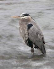 A Great_Blue Heron stands motionless in rushing water at Nimbus Fish Hatcherey, Rancho Cordova