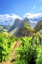 Scenic hiking path winds through lush vegetation, leading towards the impressive seceda mountain