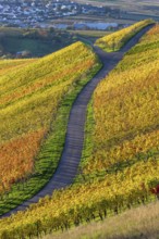 A winding path through colourful vineyards in an autumnal landscape under a sunny sky,