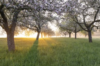 Fresh blossom, morning light, ground mist... simply magical! Foothills orchard meadow in bloom -