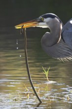 Great Blue Heron (Ardea herodias), Florida, USA