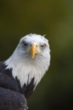 Bald eagle (Haliaeetus leucocephalus) adult bird of prey head portrait, England, United Kingdom -