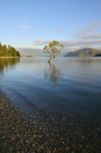 A tree stands in the lake on a rocky beach, surrounded by mountains in the morning light, summer,