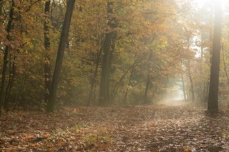 Forest trail through deciduous forest in fall colors, North Rhine-Westphalia, Germany