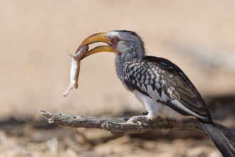 Southern yellow-billed hornbill (Tockus leucomelas), sitting on a branch, feeding on prey, Kalahari