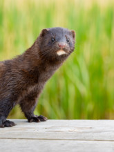 A mink looks interested