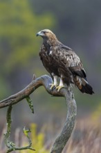 European golden eagle (Aquila chrysaetos chrysaetos) immature perched on branch in moorland,
