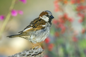 House Sparrow Passer domesticus Tucson, Pima County, ARIZONA, United States 14 March Adult Male