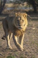 Lion, male animal (Panthera leo) walking towards camera. Portrait of the lion's face. Background