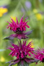 Golden balm (Monarda didyma), also known as Indian nettle or scarlet monard, North