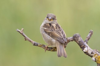 House sparrow, sparrow, house sparrow, (Passer domesticus), animals, birds, songbirds, sparrow