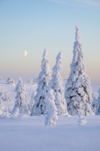 Winter landscape with snow-covered trees, Riisitunturi National Park, Posio, Lapland, Finland