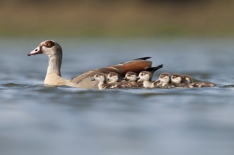 Egyptian Goose (Alopochen aegyptiaca) juvenile, Thuringia, Germany