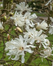 Flowering Magnolia stellata Waterlily in Ystad, Skåne County, Sweden, Scandinavia