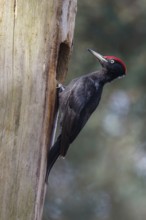Black Woodpecker (Dryocopus martius) male at nest cavity, Netherlands