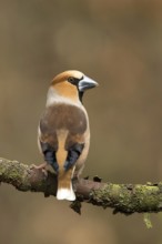 Appelvink kijkt over de schouder, Hawfinch looking over the shoulder