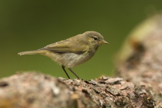 Common Chiffchaff (Phylloscopus collybita) juvenile, Utrecht, Netherlands