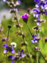 Carthusian carnation (Dianthus carthusianorum agg.) in a flower meadow, Bischofswiesen,