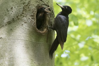 Black Woodpecker (Dryocopus martius) female at nest hole with chick, North Rhine-Westphalia,