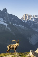 Alpine ibex (Capra ibex), adult male, in front of mountain landscape in morning light, in the