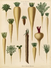 Vegetables, various turnips and root vegetables, after Ernst Samuel Benary (10 November 1819, 19