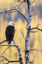 Bald Eagle (Haliaeetus leucocephalus), Alberta, Canada