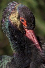 Black stork (Ciconia nigra), animal portrait, captive, Bad Mergentheim Wildlife Park,