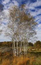 Lean meadow, altocumulus, cloudy sky with fleecy clouds and birch trees in the Blockheide nature