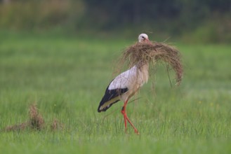 White Stork (Ciconia ciconia) male, North Rhine-Westphalia, Germany