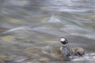 White-throated White-throated Dipper (Cinclus cinclus), sitting on a stone in a stream, Kundler