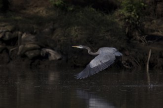 Great blue heron