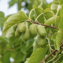 Mini kiwi (Actinidia arguta AMBROSIA)