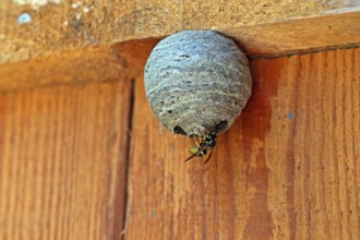 Wasp nest, wasp, animals, insects, fruit, fruits, nest, real wasps, breeding site, common wasp,