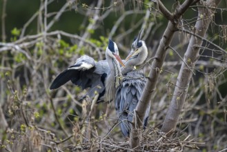 Grey heron (Ardea cinera), pair building a nest, Vienna, Austria