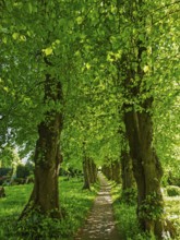 Tree avenue at the cemetery of Sieseby church, sunshine, backlight shot, Thumby, landscape