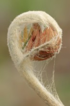 Cinnamon fern (Osmundastrum cinnamomeum, Osmunda cinnamomea), leaf emergence in spring, ornamental