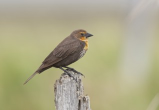 Yellow-headed Blackbird (Xanthocephalus xanthocephalus) female, Colorado, USA