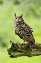 Eurasian Eagle-owl (Bubo bubo), adult, perch, vigilant, in summer, Wisdom, Šumava, Czech Republic