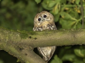 Tawny owl (Strix aluco), Westend Nord, Frankfurt am Main, Hesse, Germany