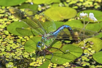 Emperor dragonfly, blue emperor (Anax imperator, Anax formosa) female with blue abdomen laying eggs