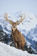 Red deer (Cervus elaphus) stag on a snowy meadow in the mountains in tirol, Kitzbühel, Wildpark