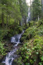 A mountain stream flows through a dense forest with lush vegetation, Burgbach waterfall, Bad