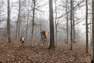 Driven hunting in Schönbuch. In autumn, hunters go hunting for wild boar and deer. Drivers in