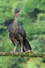 Crested Guan (Penelope purpurascens) perched on a branch, Costa Rica