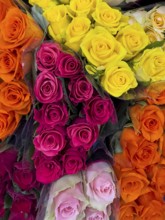 Top view of offer arrangement of roses in four bouquets bouquets of roses with pink pink yellow red