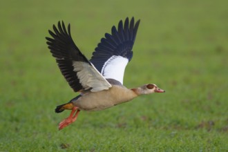 Egyptian Goose (Alopochen aegyptiaca) flying, North Rhine-Westphalia, Germany